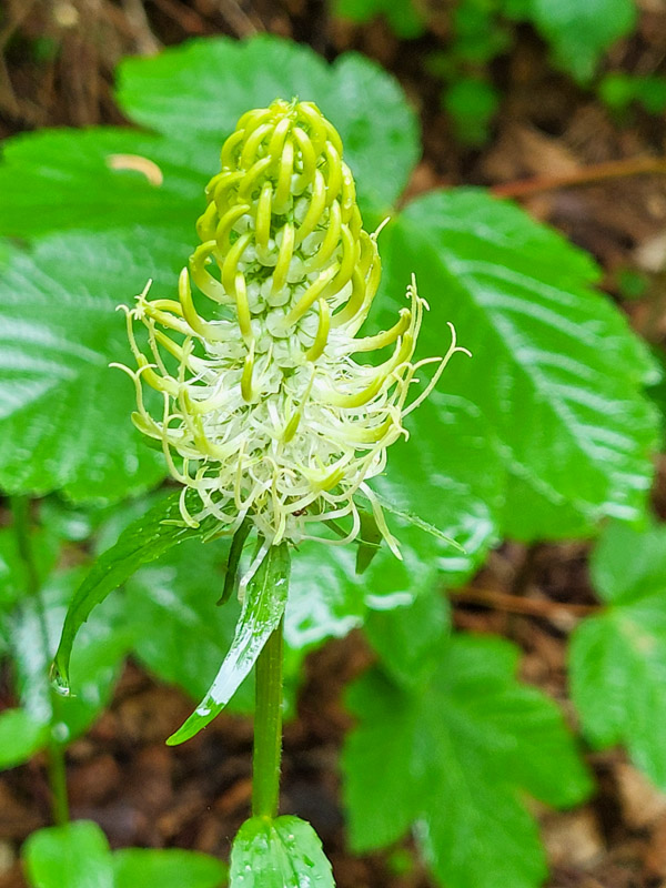 flora & fauna in Silz, Tirol